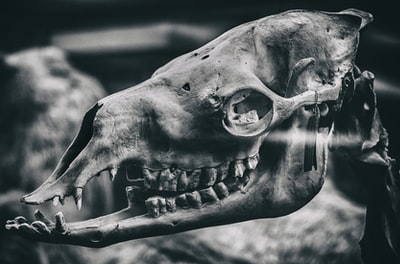 Animal skull grayscale images
